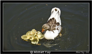 Mom and her ugly ducklings...

Acarlar Longozu - Sakary... by Ahmet Yay 